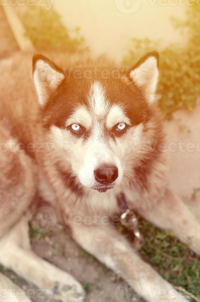 malamute ártico con retrato de bozal de ojos azules de cerca. este es un tipo nativo de perro bastante grande foto