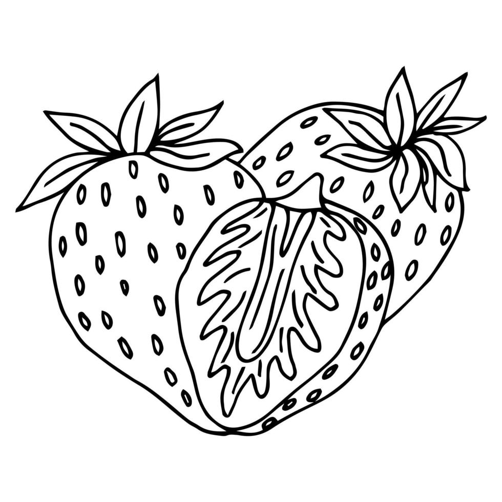 Strawberry group of two berries. Children and adults coloring book page. Whole ripe wild forest berry. vector