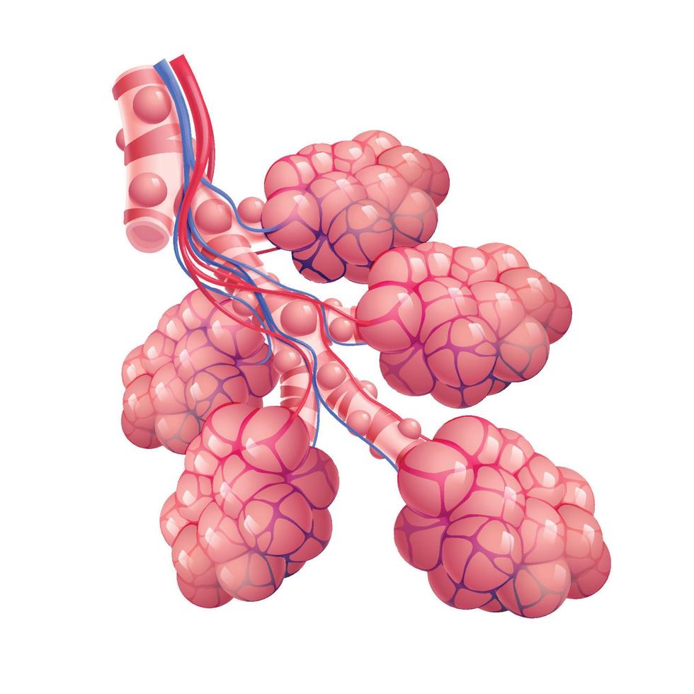 3D illustration of trachea and air sacs in healthy human lungs. vector