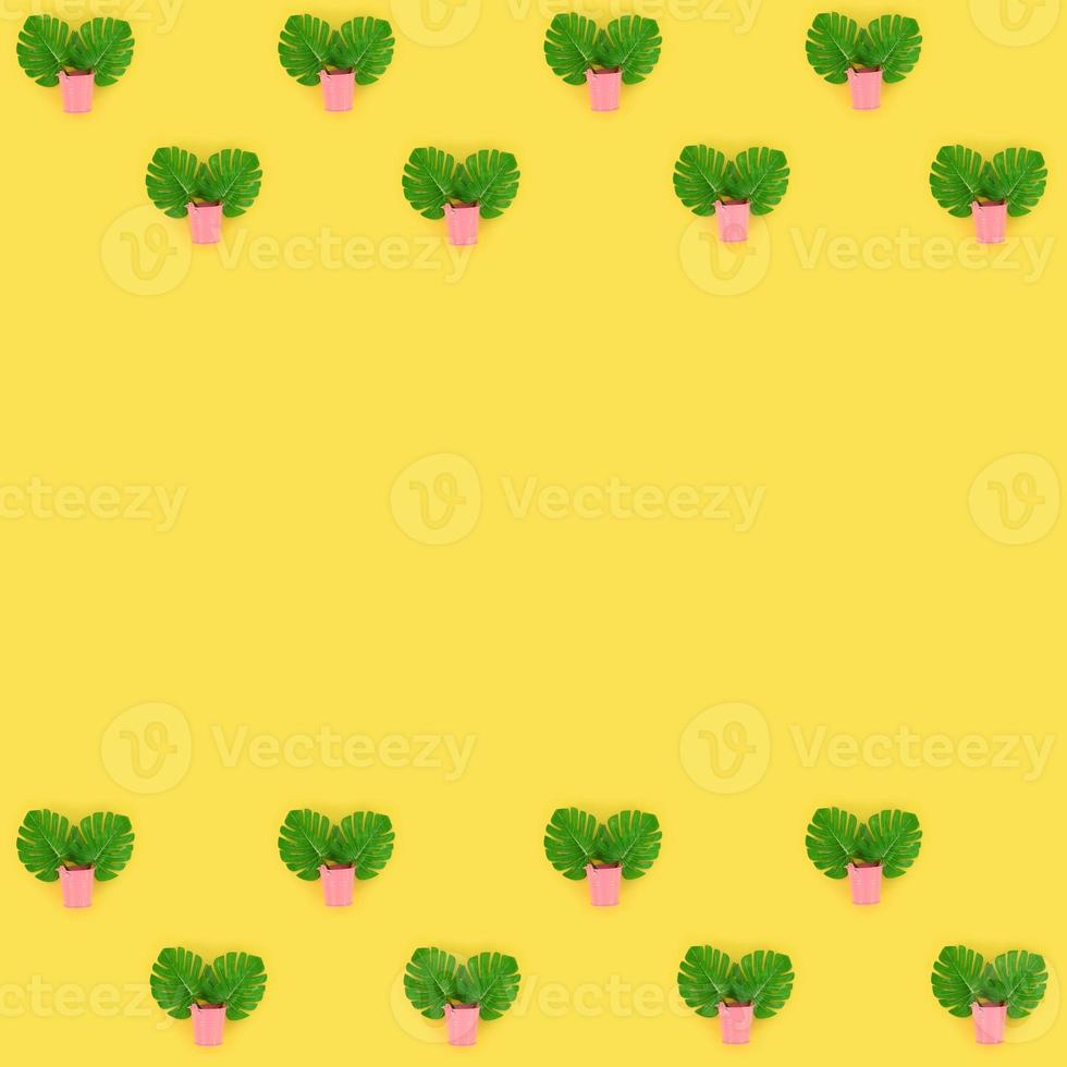 Tropical palm monstera leaves lies in a pastel pails on a colored background. Flat lay trendy minimal pattern. Top view photo