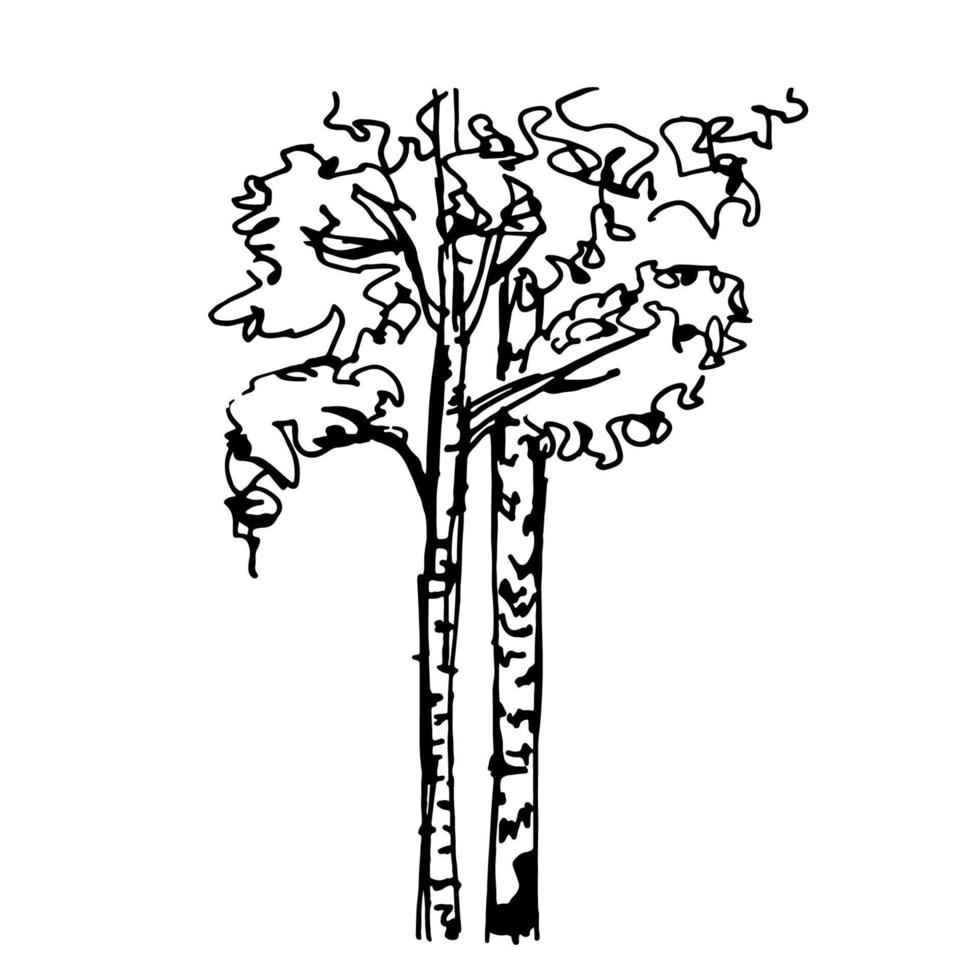 Birch tree. Line art hand drawn illustration. Black vector sketch isolated on white.