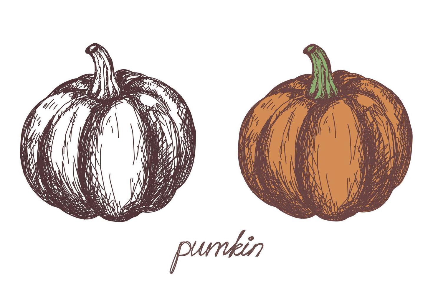 pumpkin vegetable hand drawn vector llustration realistic sketch. Hand drawn sketch vegetable pumpkin. Eco food.