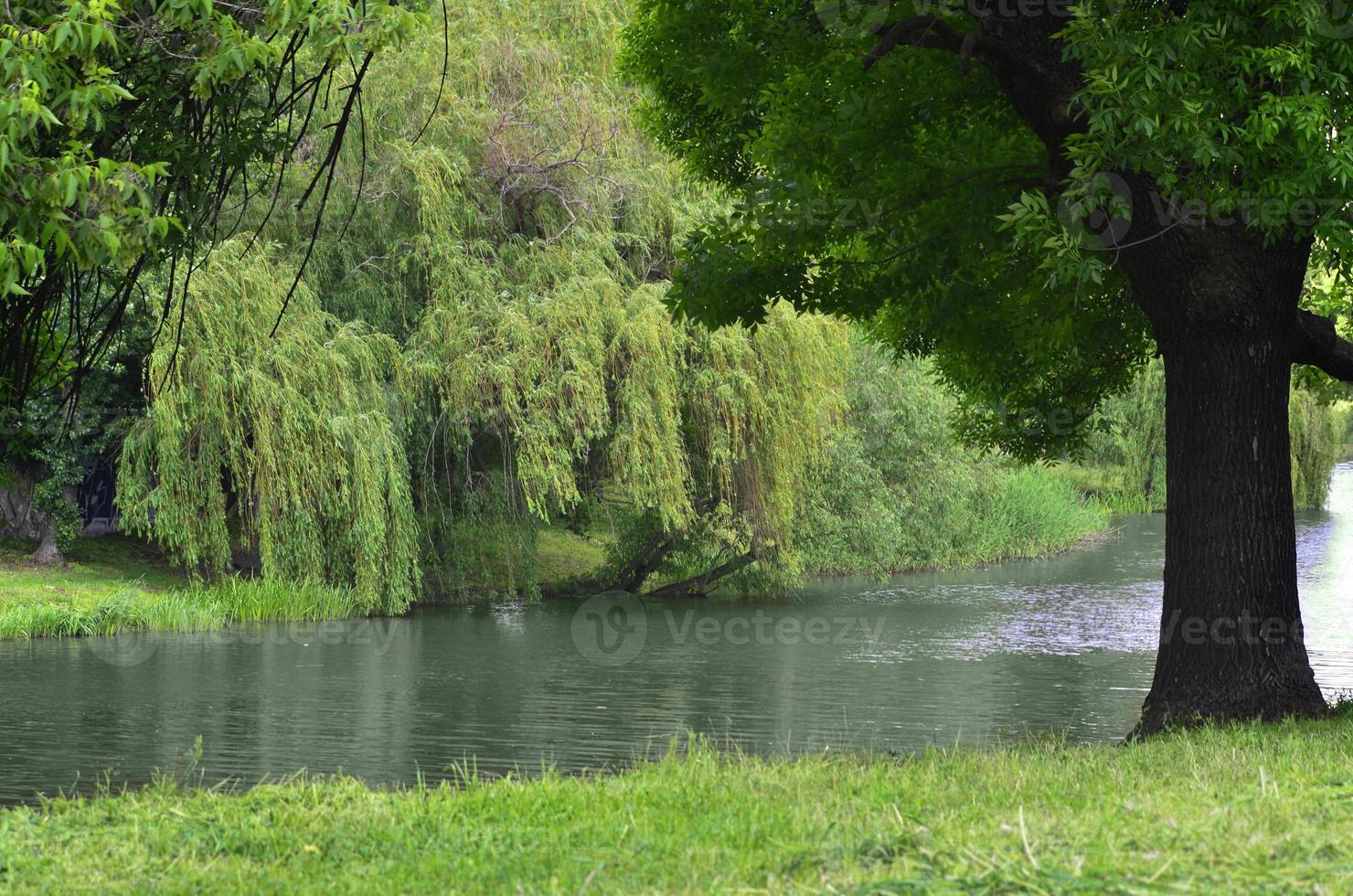 Willow above the river photo