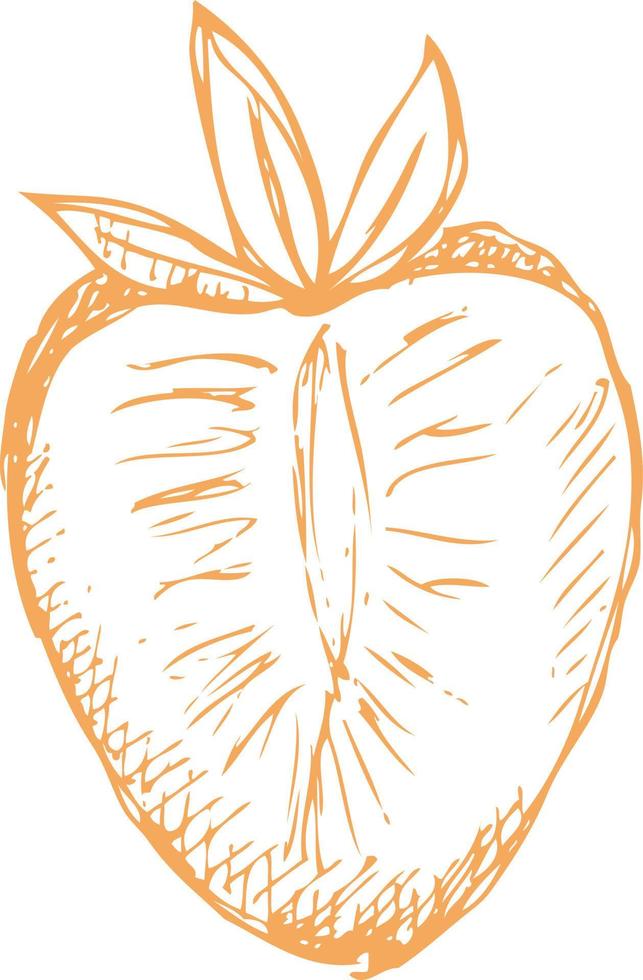 Half a strawberry drawn sketch. vector