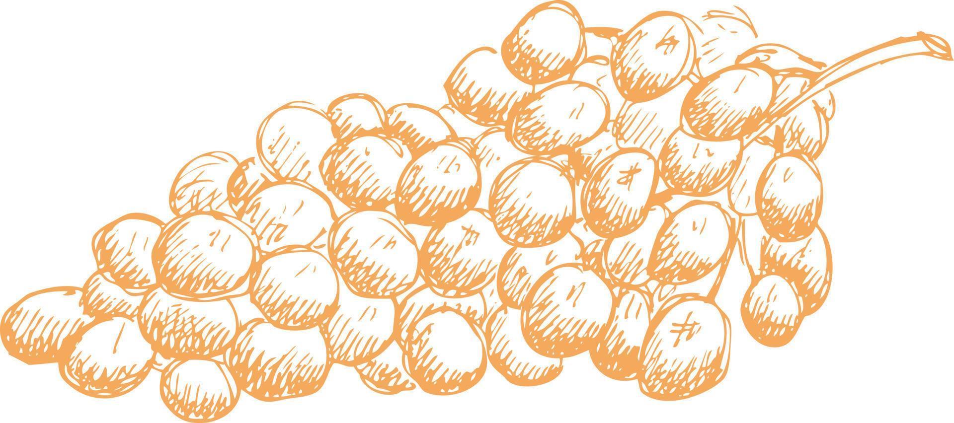 Grapes hand drawn sketch. vector