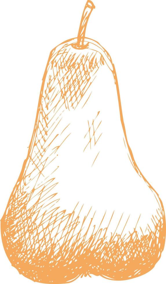 Pear drawn sketch. vector