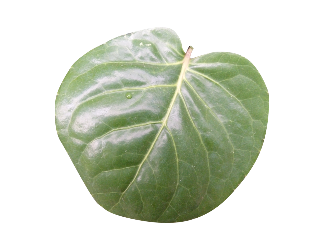 Leaf Crop PNG