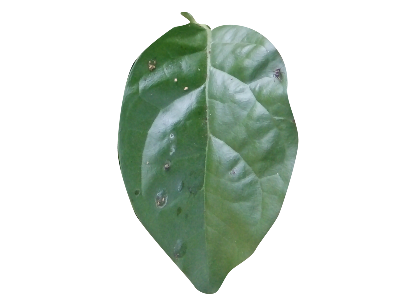 Leaf Crop PNG