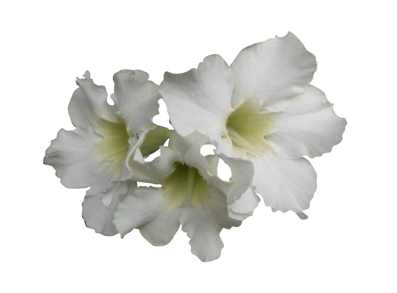 Flower Crop PNG 13994074 PNG
