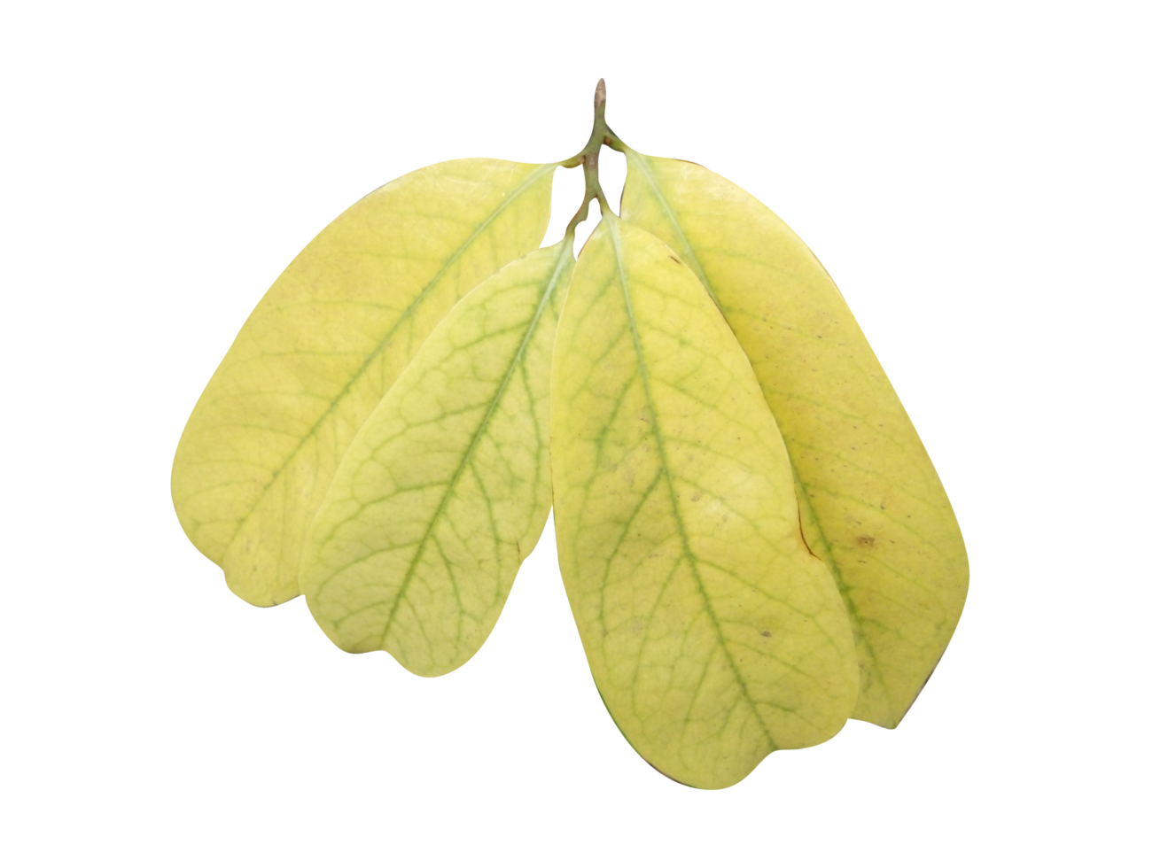 Leaf Crop PNG