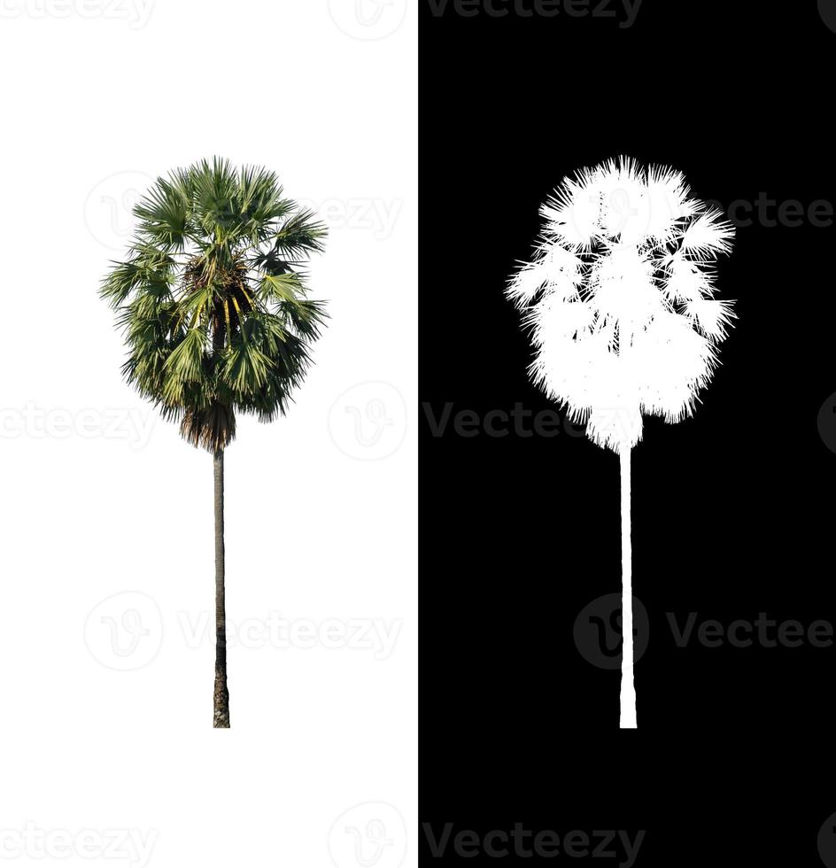 sugar palm that are isolated on a white background are suitable for both printing and web pages photo