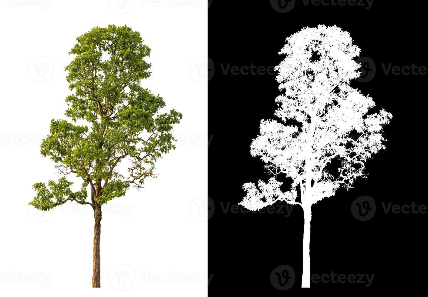 single tree with clipping path and alpha channel on black background photo