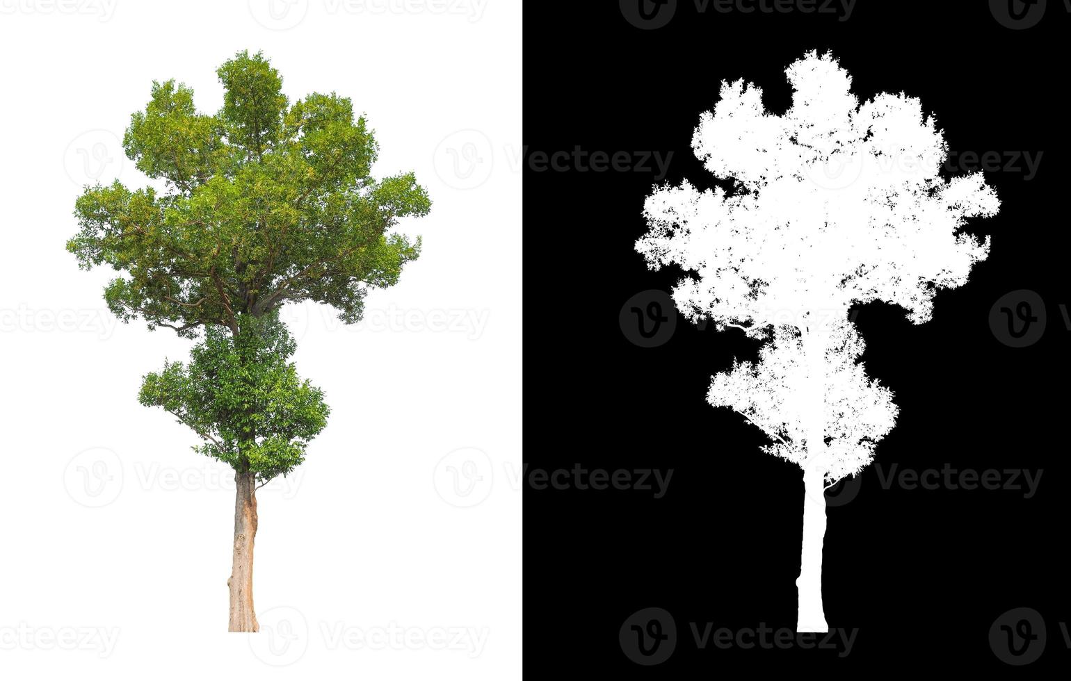 single tree with clipping path and alpha channel on black background photo