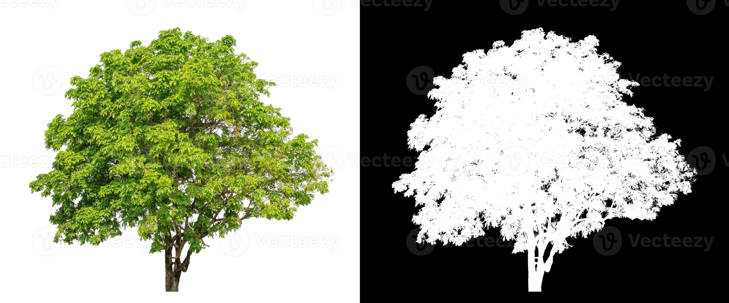 single tree with clipping path and alpha channel on black background photo