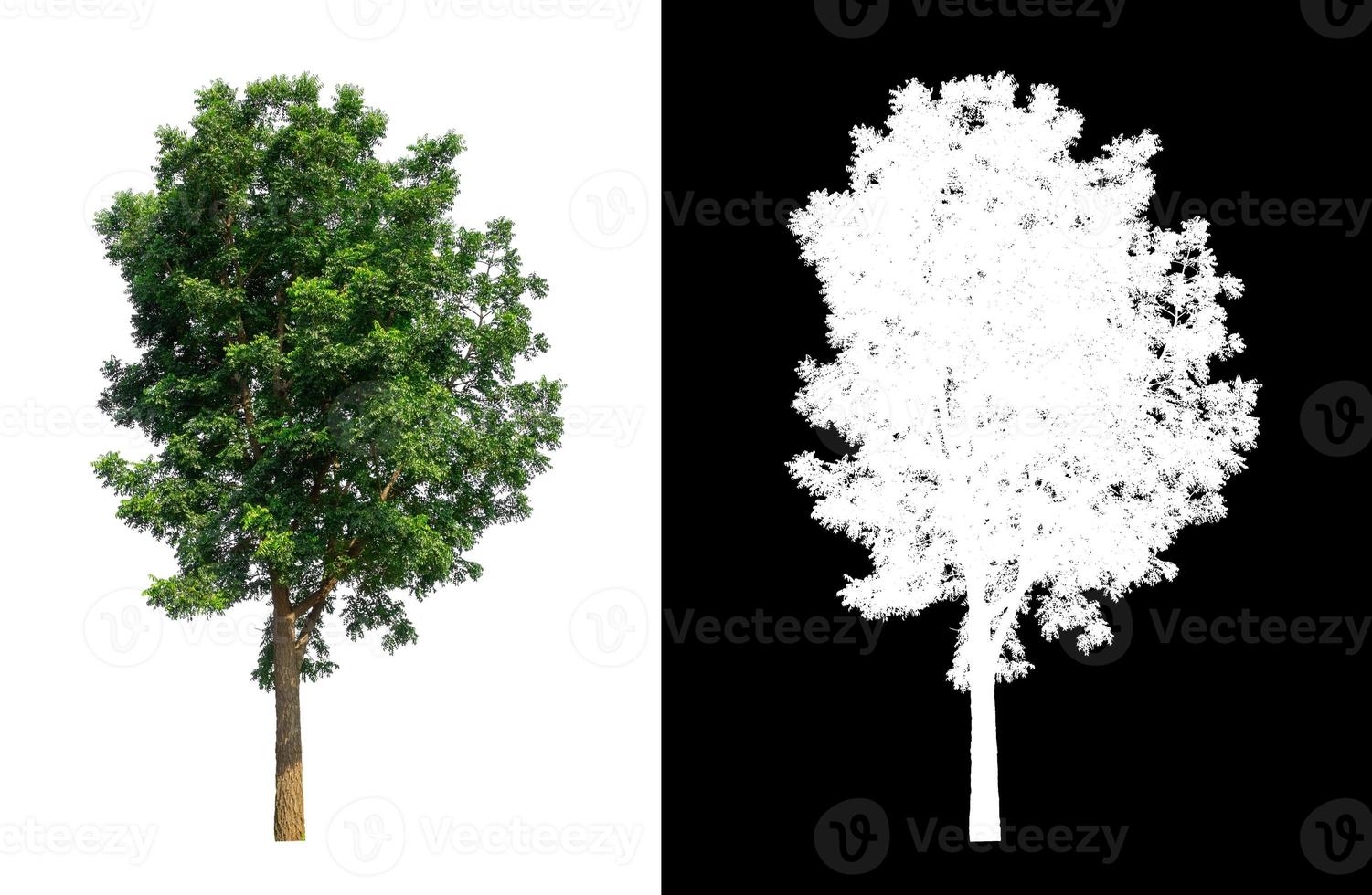 tree isolated on white background with clipping path and alpha channel photo