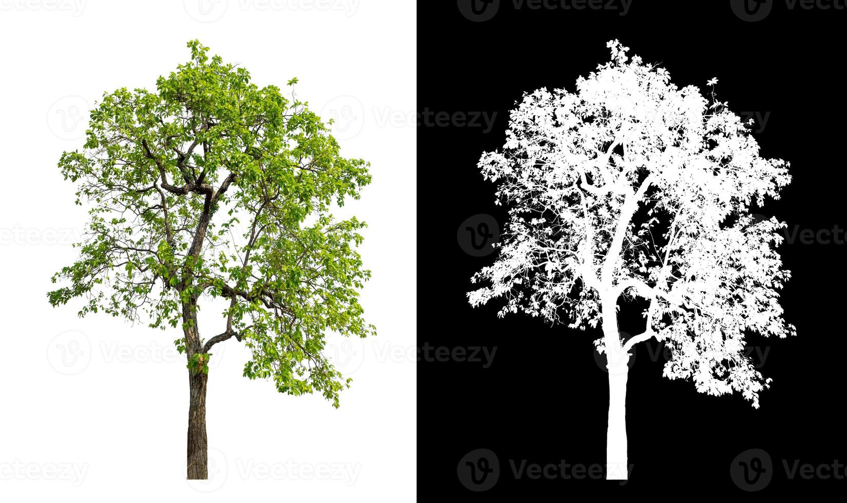 single tree with clipping path and alpha channel on black background photo