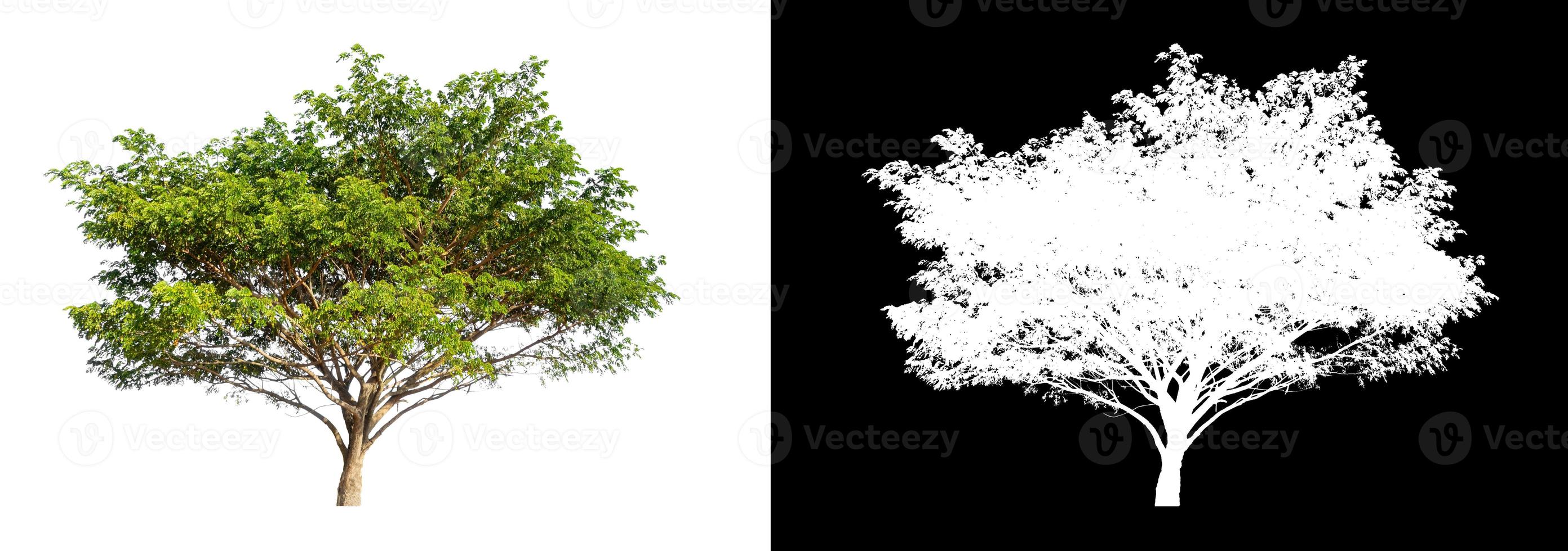 single tree with clipping path and alpha channel on black background photo