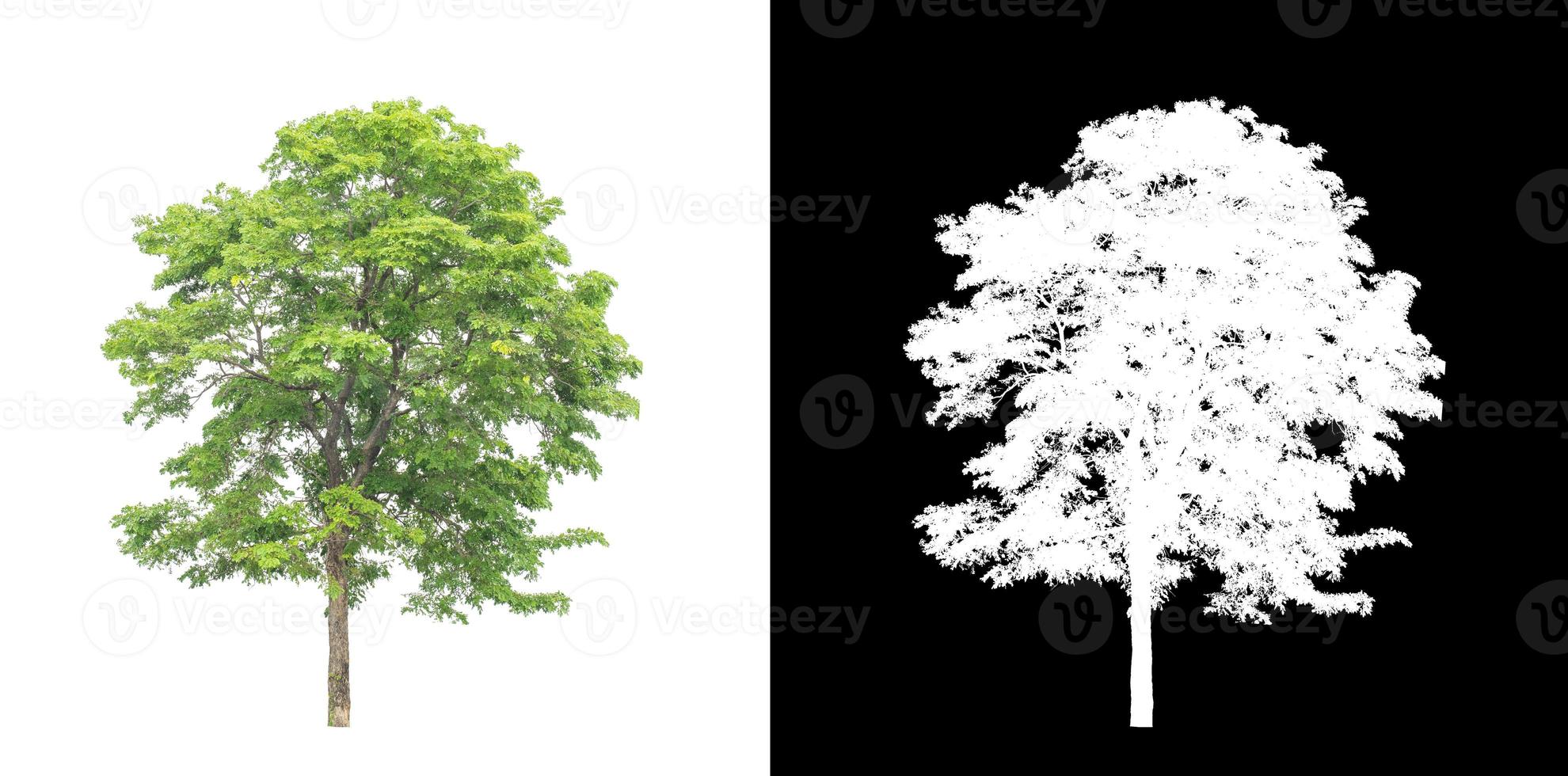 tree isolated on white background with clipping path and alpha channel photo