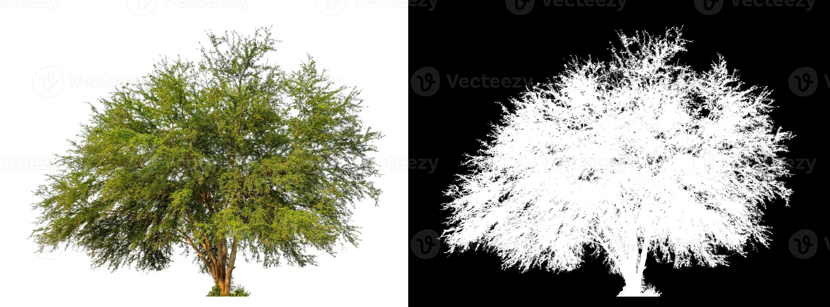 árbol aislado sobre fondo blanco con trazado de recorte y canal alfa foto