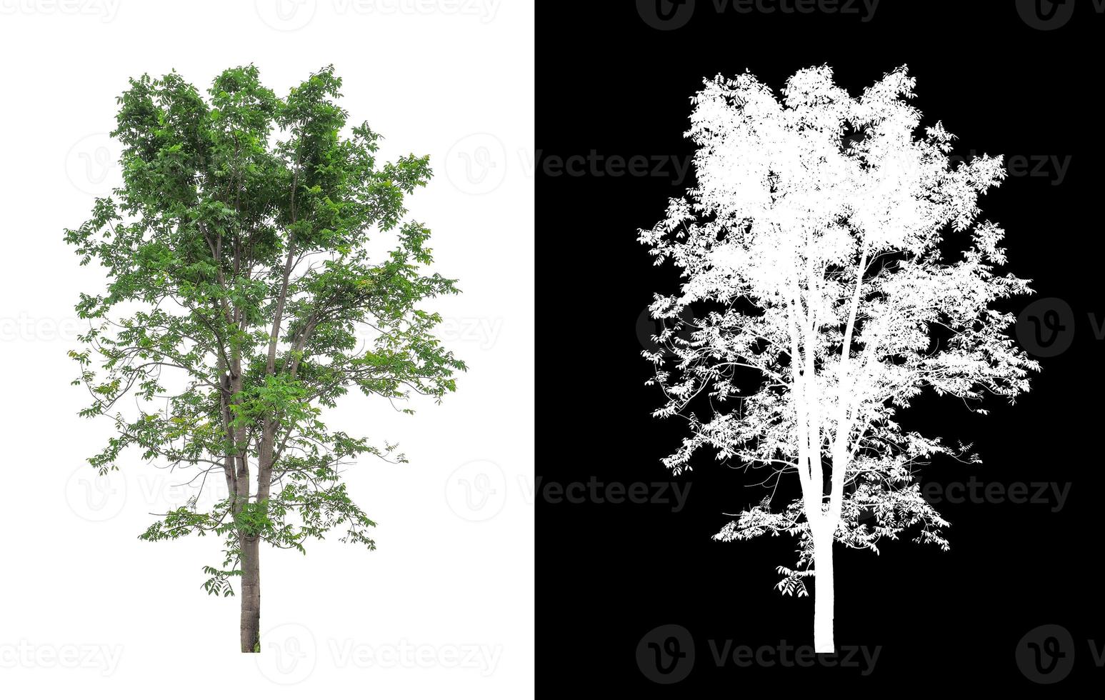 tree isolated on white background with clipping path and alpha channel photo