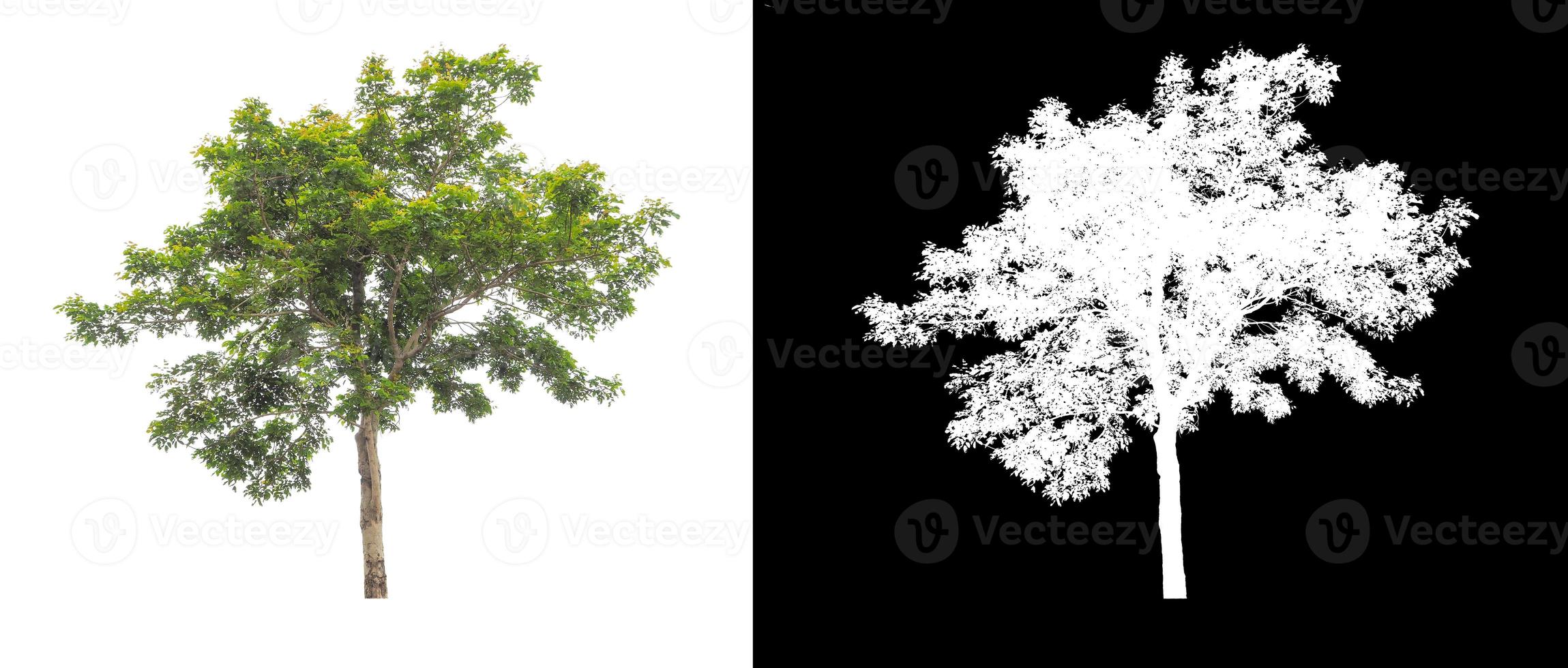 tree isolated on white background with clipping path and alpha channel photo