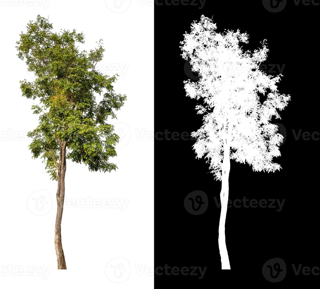 tree isolated on white background with clipping path and alpha channel photo