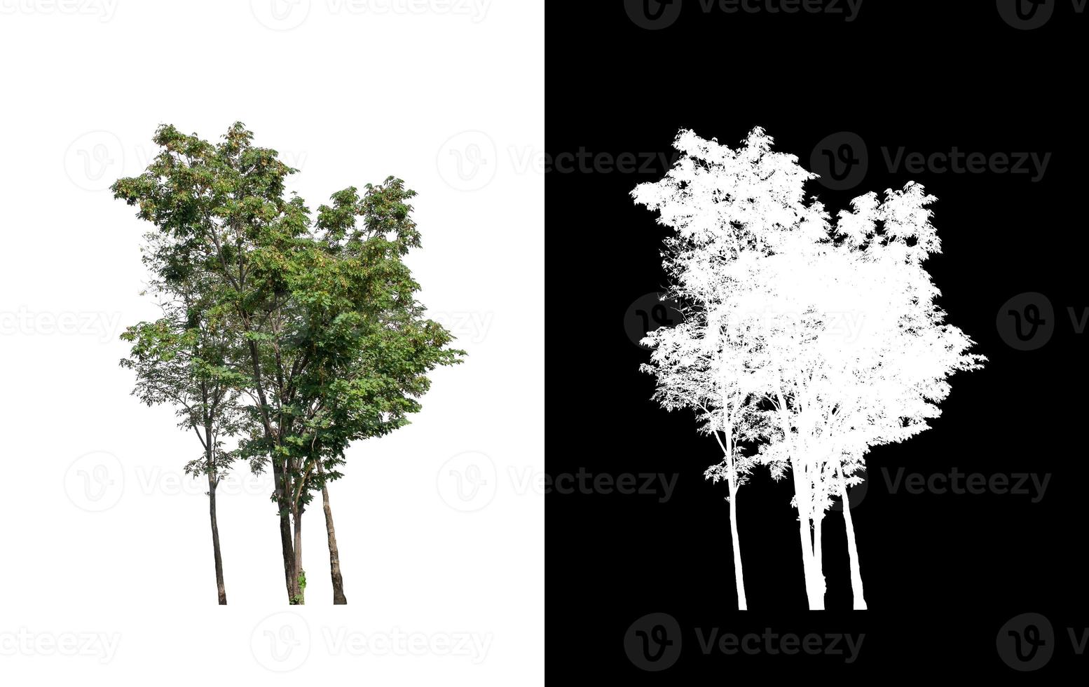 tree isolated on white background with clipping path and alpha channel photo