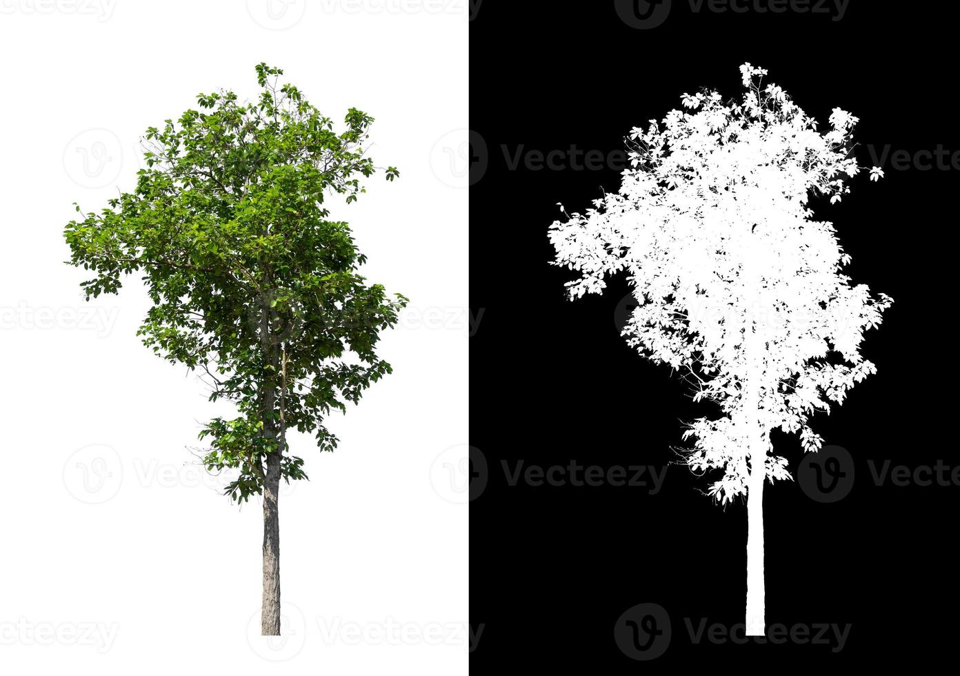 single tree with clipping path and alpha channel on black background photo