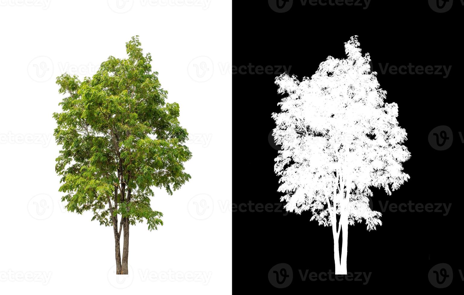 árbol aislado sobre fondo blanco con trazado de recorte y canal alfa foto