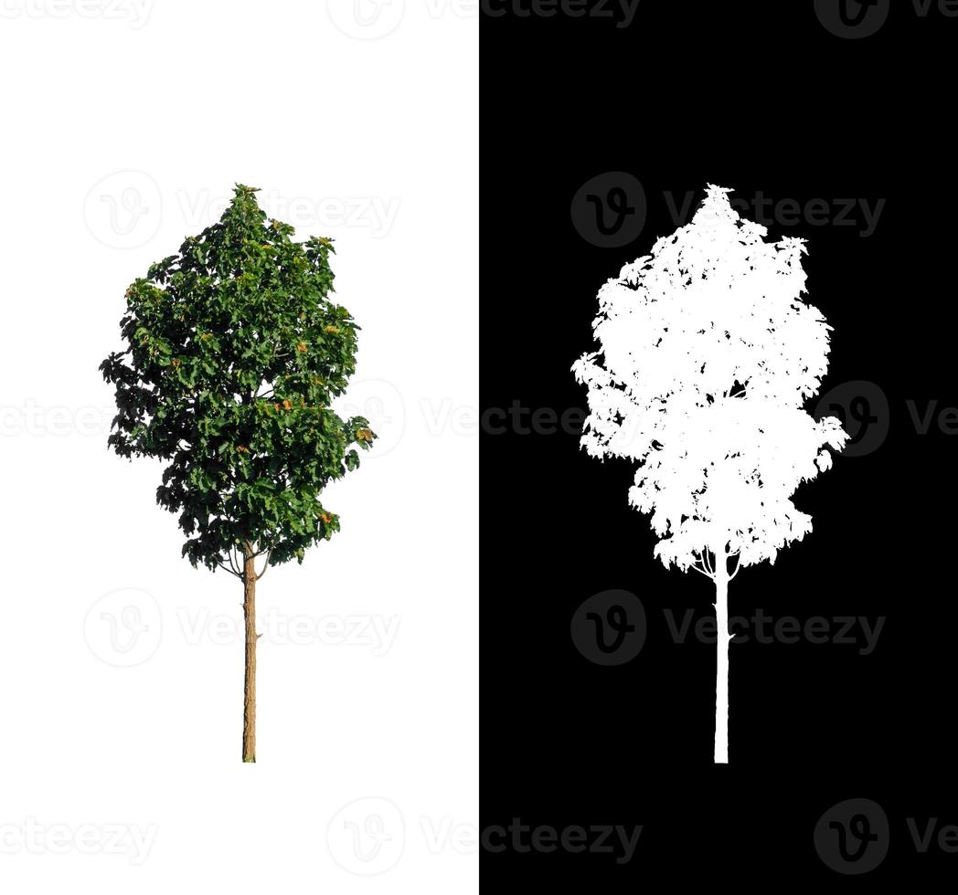 tree isolated on white background with clipping path and alpha channel photo