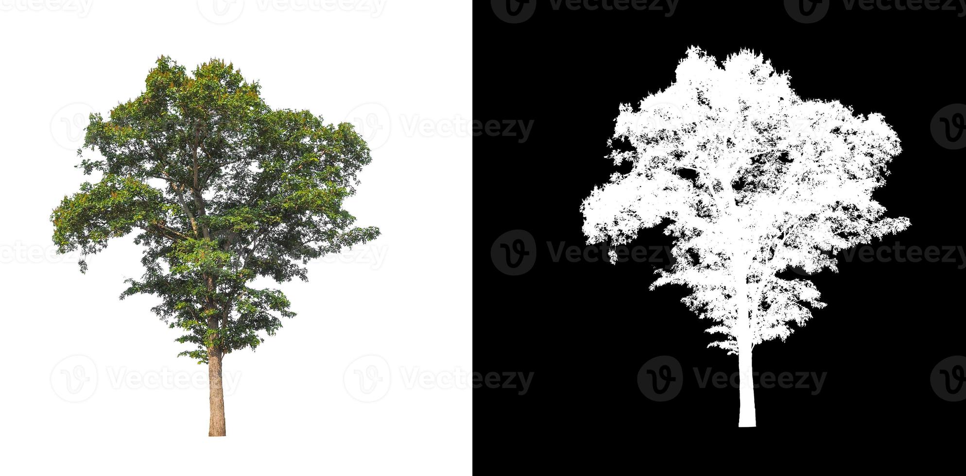 single tree with clipping path and alpha channel on black background photo