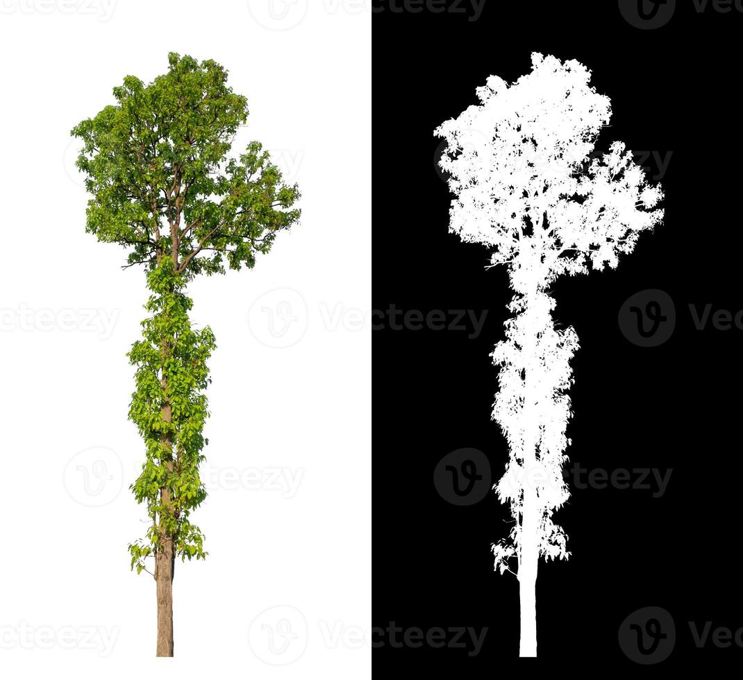 single tree with clipping path and alpha channel on black background photo