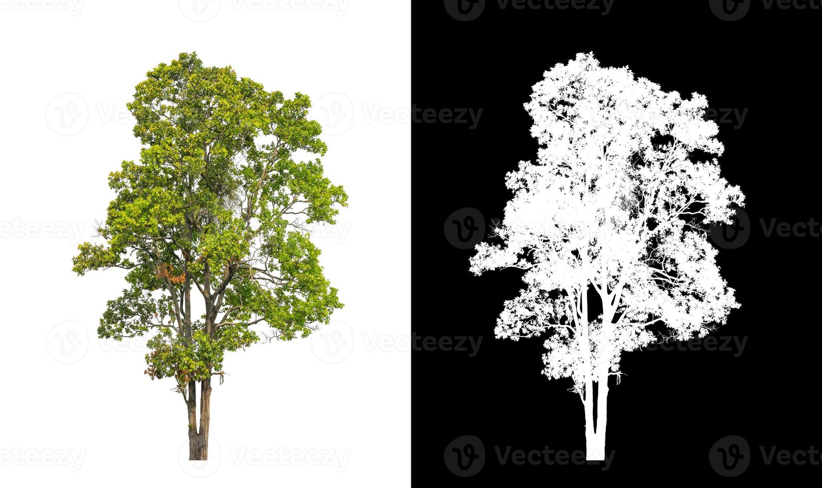 tree isolated on white background with clipping path and alpha channel photo