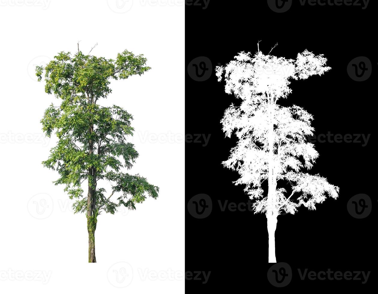 tree isolated on white background with clipping path and alpha channel photo