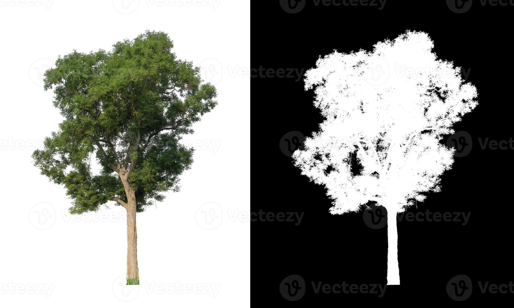 single tree with clipping path and alpha channel on black background photo