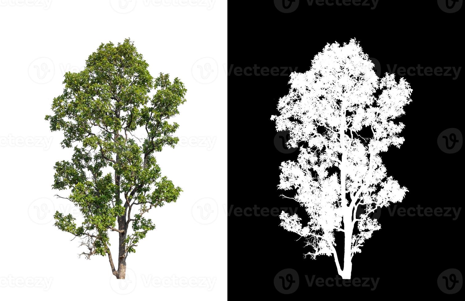 single tree with clipping path and alpha channel on black background photo