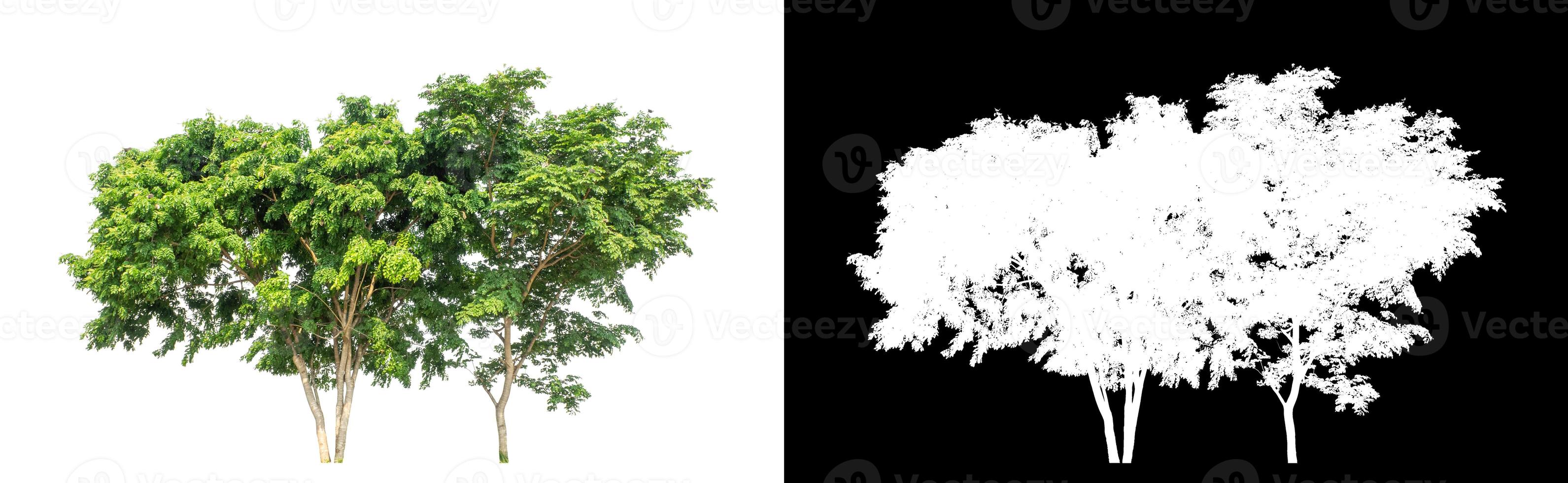 tree isolated on white background with clipping path and alpha channel photo