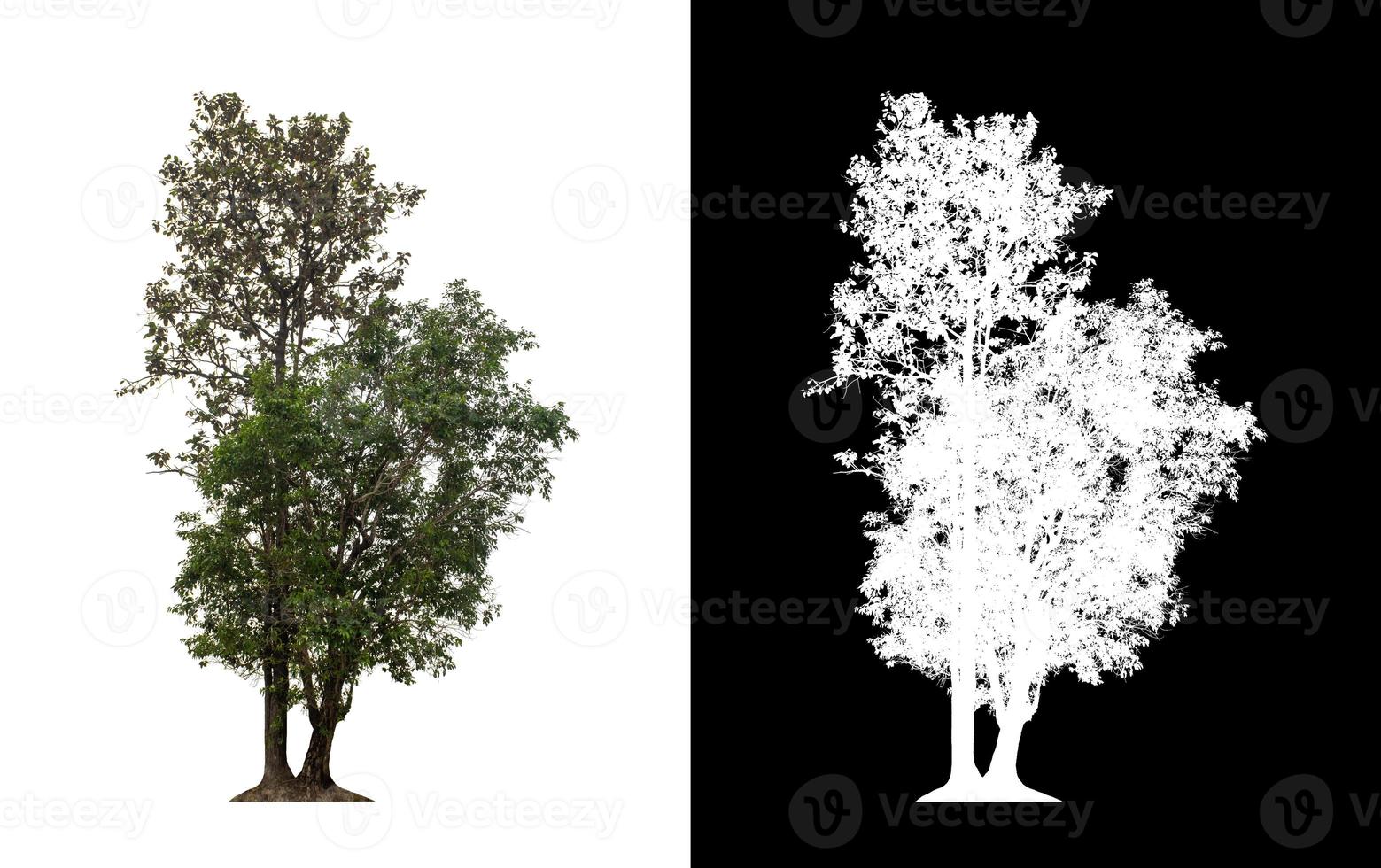 árbol aislado sobre fondo blanco con trazado de recorte y canal alfa foto