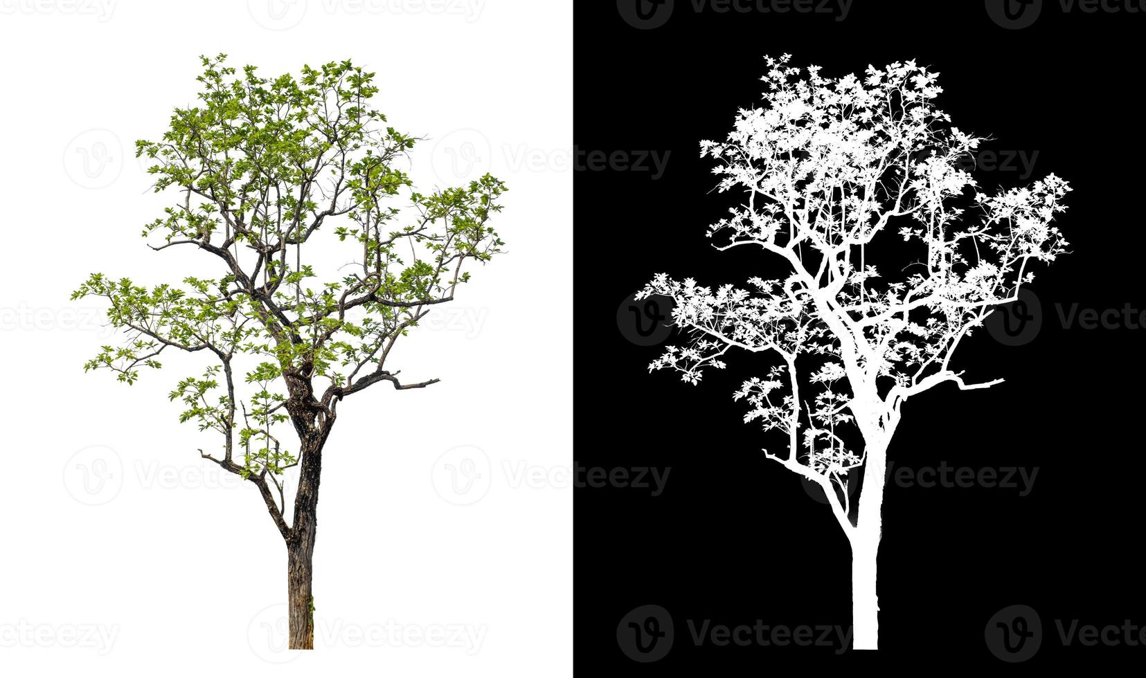 single tree with clipping path and alpha channel on black background photo