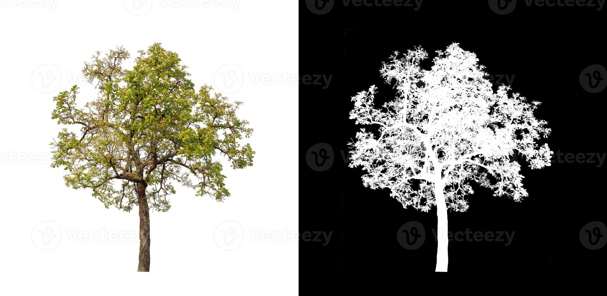 tree isolated on white background with clipping path and alpha channel photo