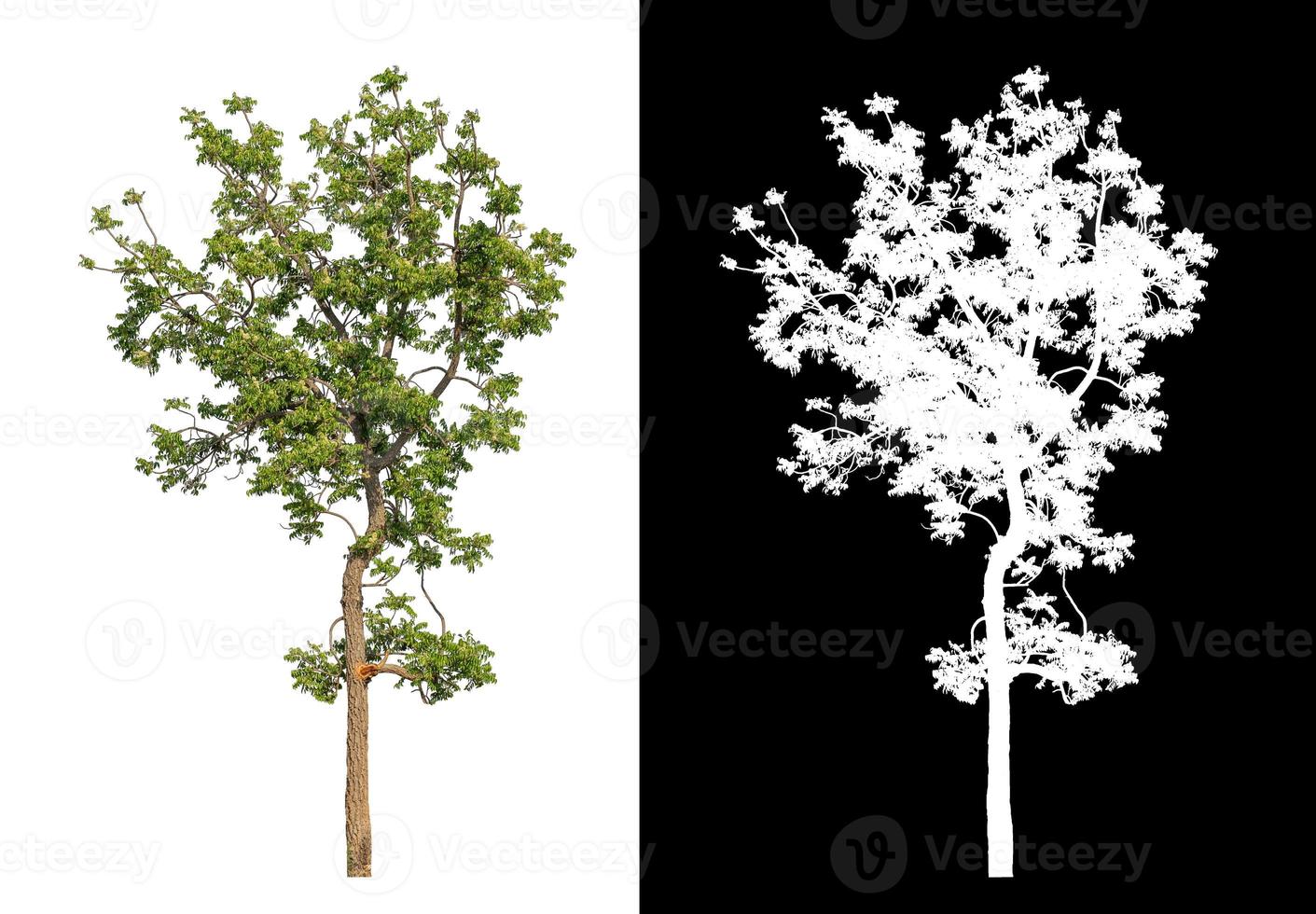 single tree with clipping path and alpha channel on black background photo