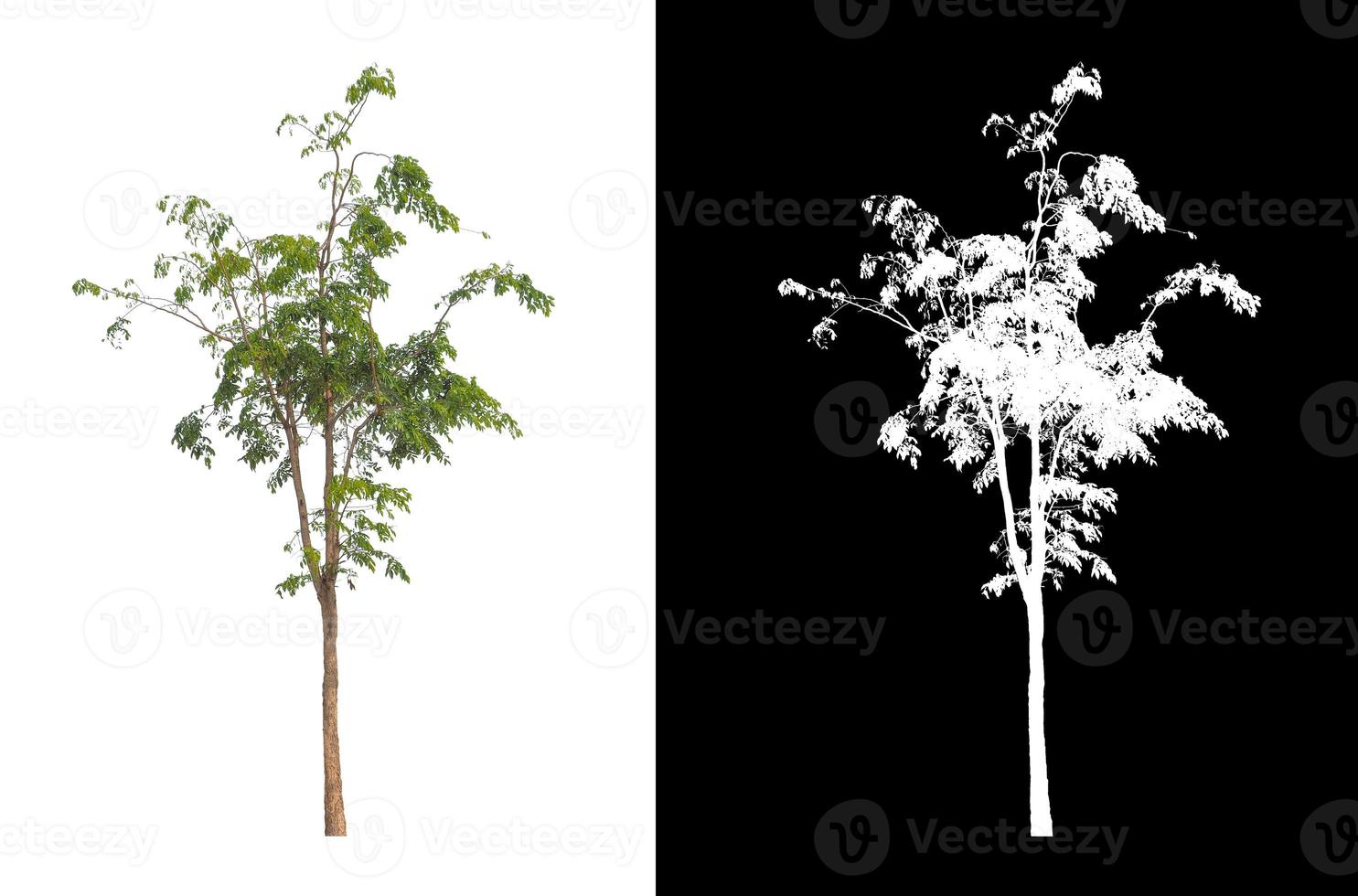 tree isolated on white background with clipping path and alpha channel photo