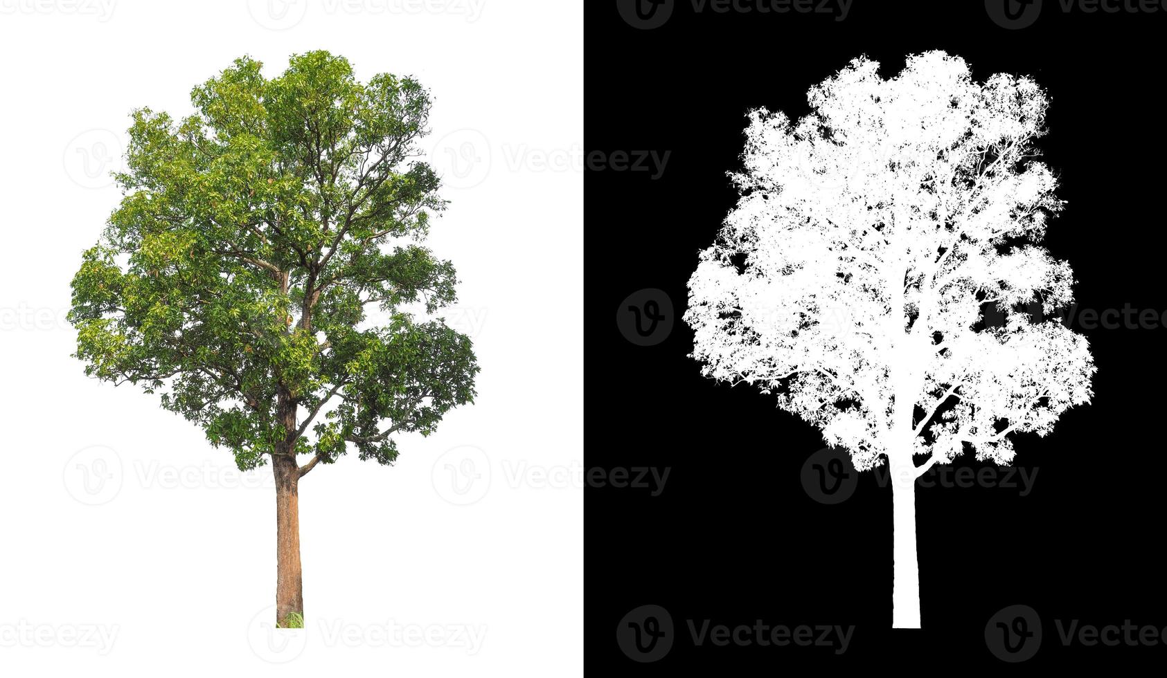 single tree with clipping path and alpha channel on black background photo