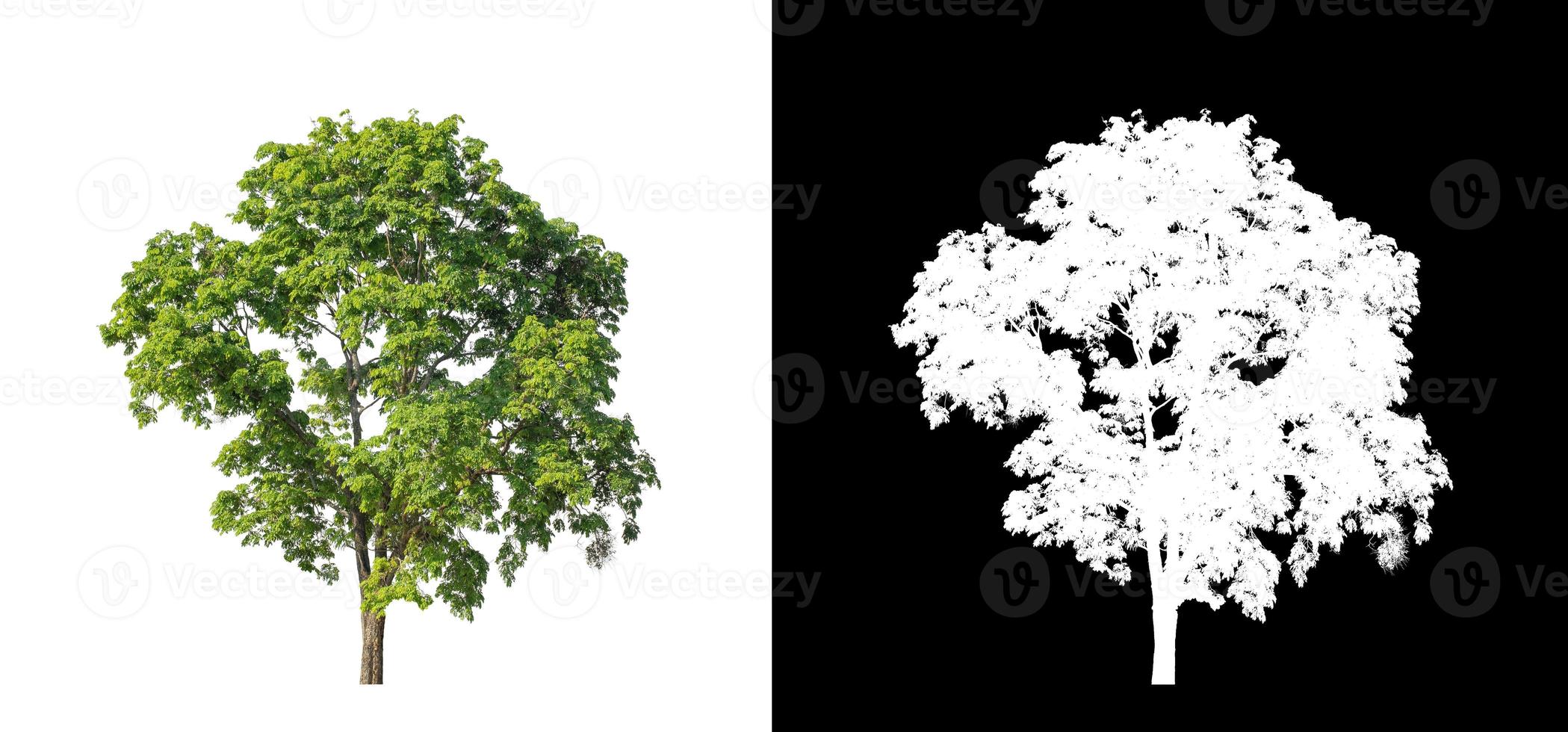 tree isolated on white background with clipping path and alpha channel photo