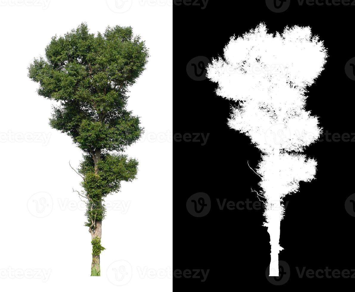 tree isolated on white background with clipping path and alpha channel photo