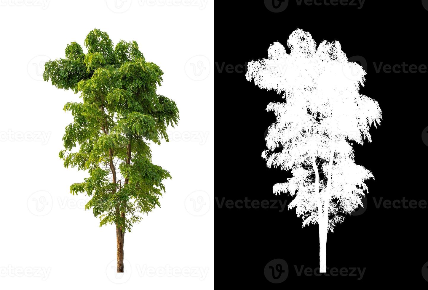 single tree with clipping path and alpha channel on black background photo