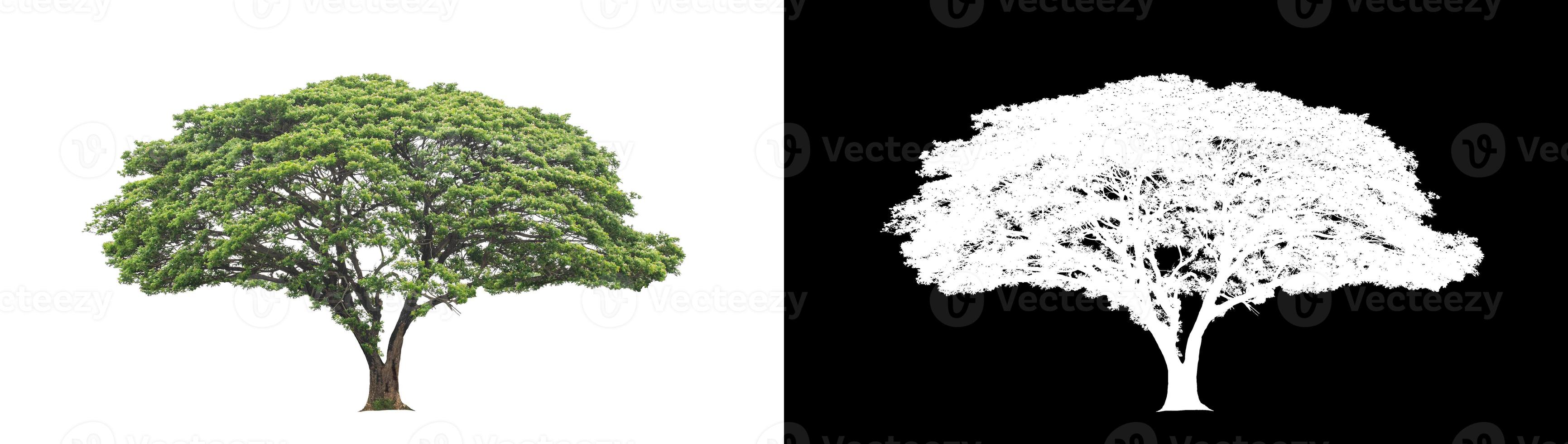 single tree with clipping path and alpha channel on black background photo