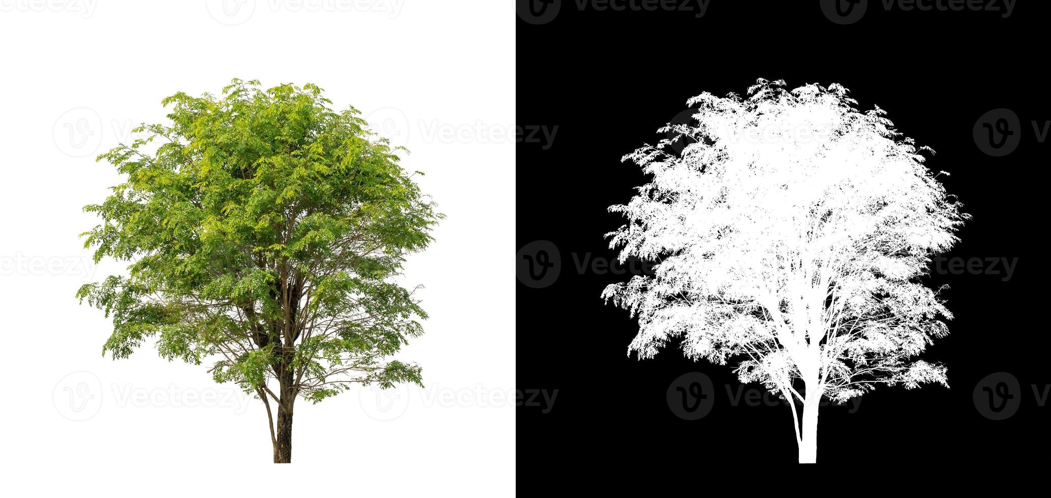 tree isolated on white background with clipping path and alpha channel photo