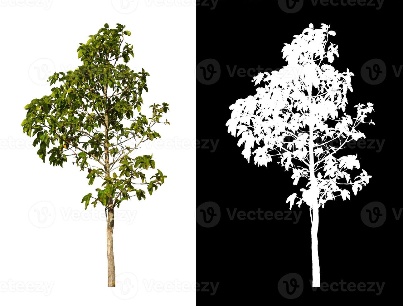 tree isolated on white background with clipping path and alpha channel photo