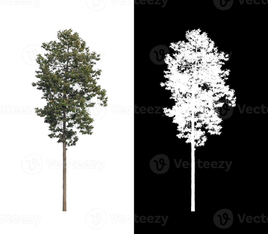 tree isolated on white background with clipping path and alpha channel photo
